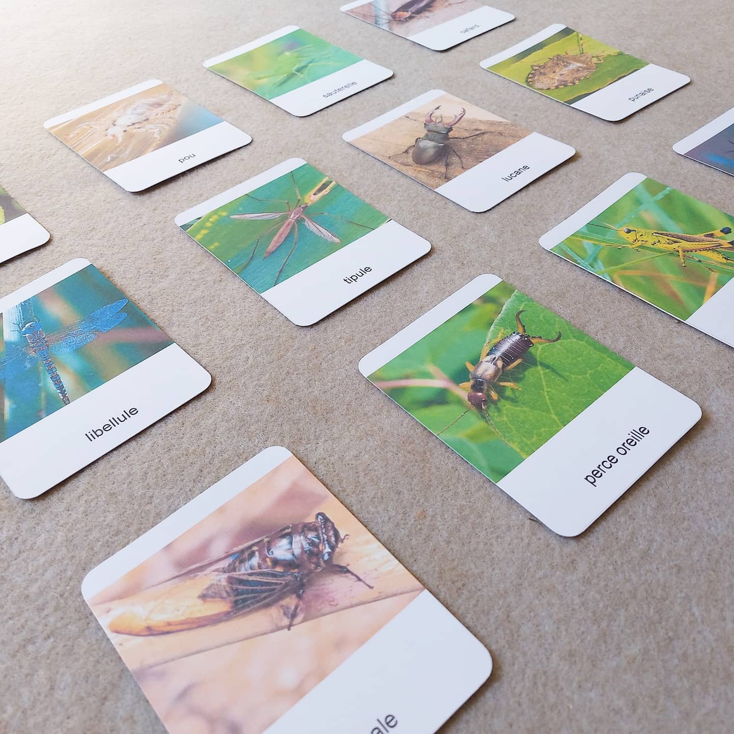 Activité insectes, matériel montessori, jeux jouets, trésor de maman, cartes de nomenclature