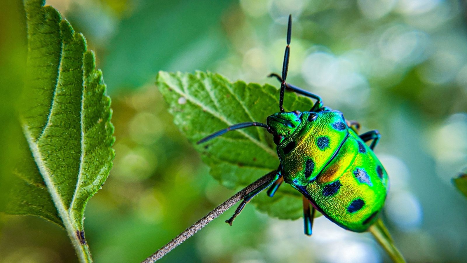 Article activité montessori insectes, trésor de maman, jeux jouets, apprentissage enfant