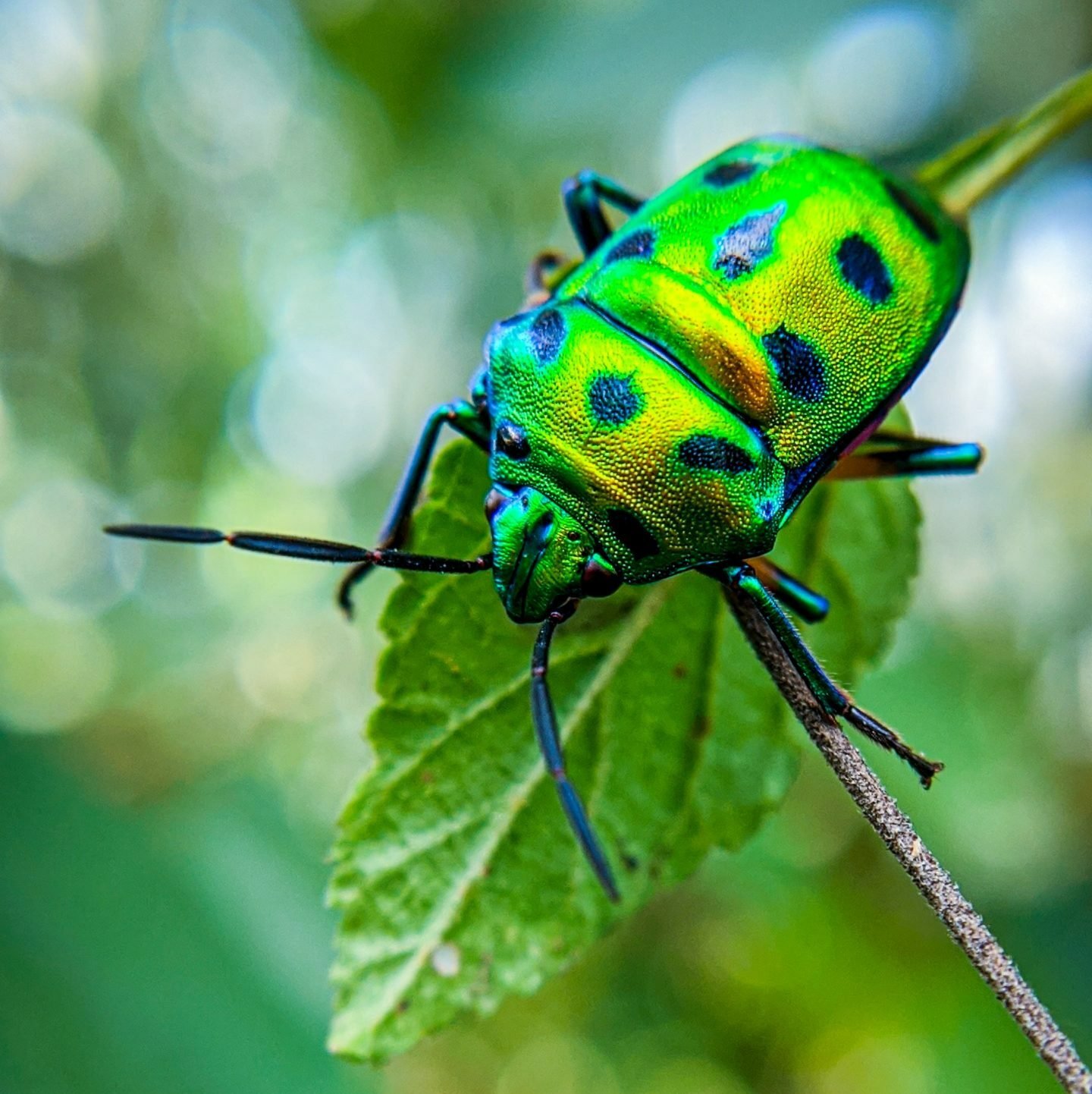 Article activité montessori insectes, trésor de maman, jeux jouets, apprentissage enfant, mobile